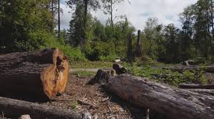 Best Emergency Tree Removal  in Jeffersonville, KY