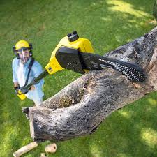 Best Stump Grinding and Removal  in Jeffersonville, KY