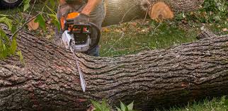 Reliable Jeffersonville, KY Tree Services Solutions