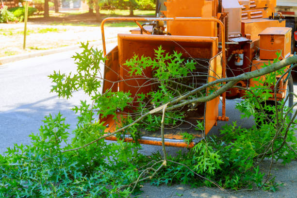 Best Lawn Renovation and Restoration  in Jeffersonville, KY