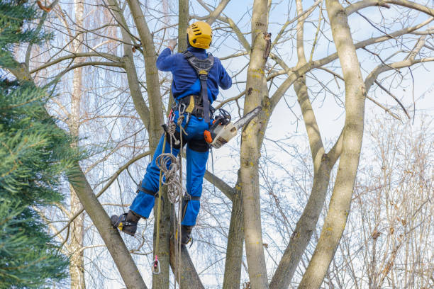 Best Tree Preservation Services  in Jeffersonville, KY