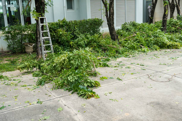 Best Commercial Tree Services  in Jeffersonville, KY
