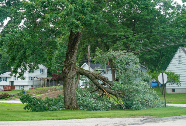 Best Fruit Tree Pruning  in Jeffersonville, KY