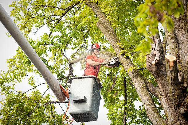 How Our Tree Care Process Works  in  Jeffersonville, KY