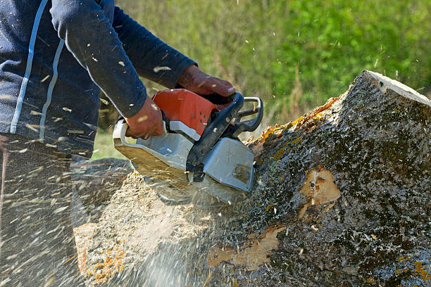 Best Leaf Removal  in Jeffersonville, KY