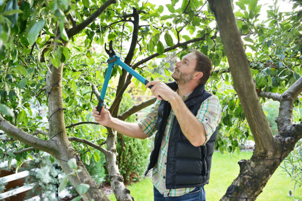 Best Tree and Shrub Care  in Jeffersonville, KY
